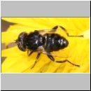 Eristalinus sepulchralis - Matte Faulschlammschwebfliege 02.jpg